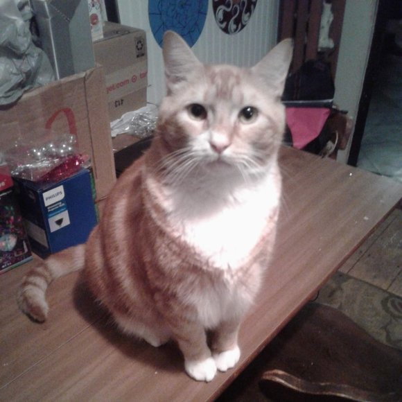 Meet your Posher, Tish - Picture 4 of 15